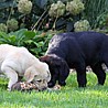Szczenięta Labrador Retriever