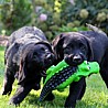 Szczenięta Labrador Retriever