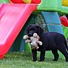 Szczenięta Labrador Retriever