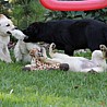 Szczenięta Labrador Retriever