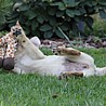 Szczenięta Labrador Retriever