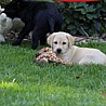 Szczenięta Labrador Retriever