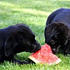 Szczenięta Labrador Retriever