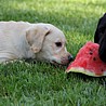 Szczenięta Labrador Retriever