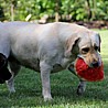 Szczenięta Labrador Retriever