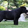 Szczenięta Labrador Retriever