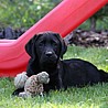 Szczenięta Labrador Retriever