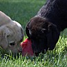 Szczenięta Labrador Retriever