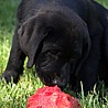 Szczenięta Labrador Retriever