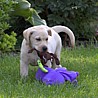 Szczenięta Labrador Retriever