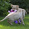 Szczenięta Labrador Retriever