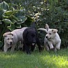 Szczenięta Labrador Retriever