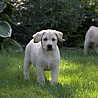 Szczenięta Labrador Retriever