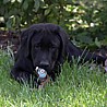 Szczenięta Labrador Retriever