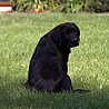 Szczenięta Labrador Retriever