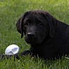 Szczenięta Labrador Retriever