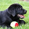 Szczenięta Labrador Retriever