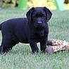 Szczenięta Labrador Retriever