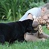 Szczenięta Labrador Retriever