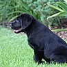 Szczenięta Labrador Retriever