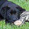 Szczenięta Labrador Retriever