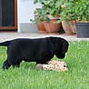 Szczenięta Labrador Retriever