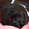 Szczenięta Labrador Retriever