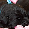 Szczenięta Labrador Retriever