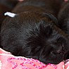 Szczenięta Labrador Retriever