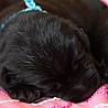 Szczenięta Labrador Retriever