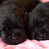 Szczenięta Labrador Retriever