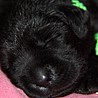 Szczenięta Labrador Retriever