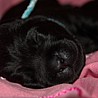 Szczenięta Labrador Retriever