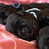 Szczenięta Labrador Retriever