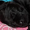 Szczenięta Labrador Retriever