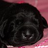Szczenięta Labrador Retriever