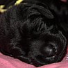Szczenięta Labrador Retriever