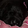 Szczenięta Labrador Retriever