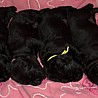 Szczenięta Labrador Retriever