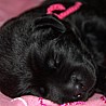 Szczenięta Labrador Retriever