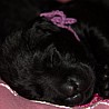 Szczenięta Labrador Retriever
