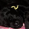 Szczenięta Labrador Retriever