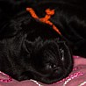 Szczenięta Labrador Retriever