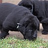 Szczenięta Labrador Retriever