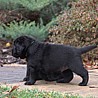 Szczenięta Labrador Retriever