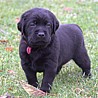 Szczenięta Labrador Retriever