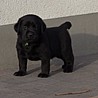 Szczenięta Labrador Retriever