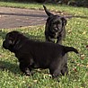 Szczenięta Labrador Retriever