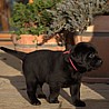 Szczenięta Labrador Retriever