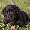Szczenięta Labrador Retriever